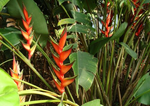 Balinese Plants and Flowers  1