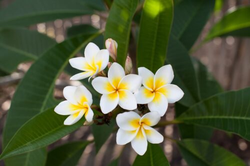 Balinese Plants and Flowers 4