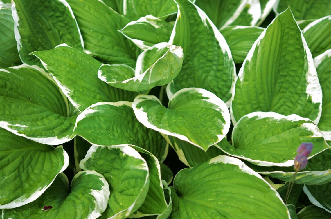 Guide to Grow Hostas Under Pine Trees | HomeGardeningWeb