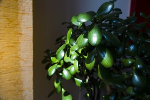 Jade Plant 2