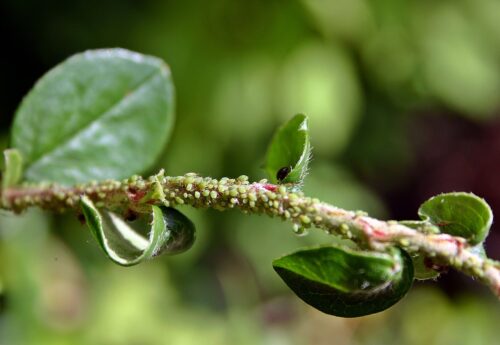 Apple Cider Vinegar for Pests 2