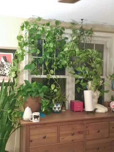 Pothos Curtain Ideas 1