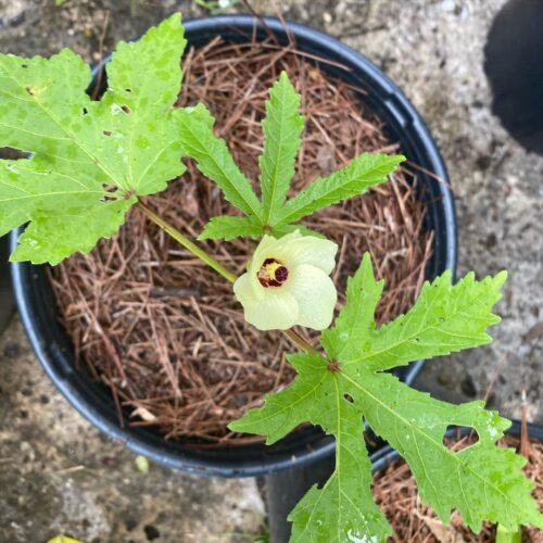 Okra in Pots 2