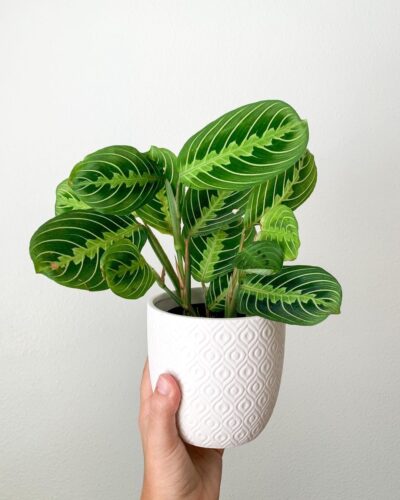 Lemon Lime Maranta Prayer Plant 1