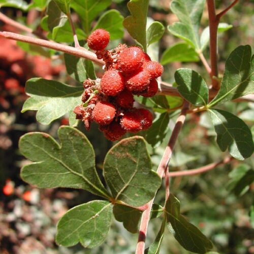 Plants that Resemble Poison Ivy with Three Leaves 6