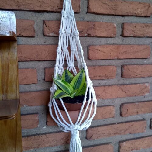 Tips to Grow Snake Plant in Hanging Basket 1