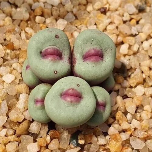 Conophytum pageae 1