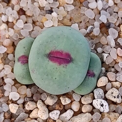 Conophytum pageae 2