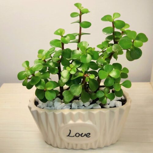 Jade Plant from Cuttings 1