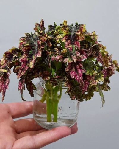 Coleus in Water 2