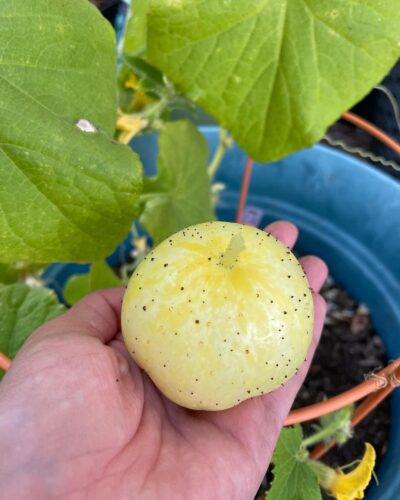 Lemon Cucumbers 2