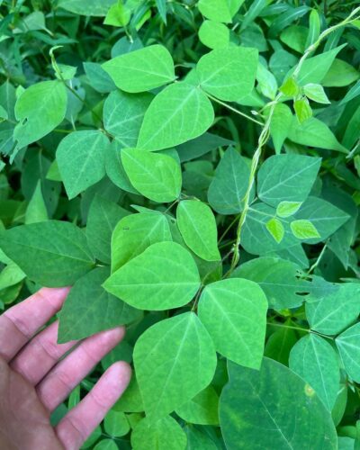 Plants that Resemble Poison Ivy with Three Leaves 3