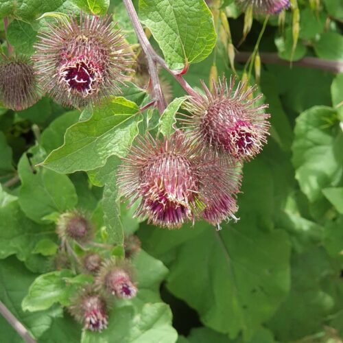 Burdock 1