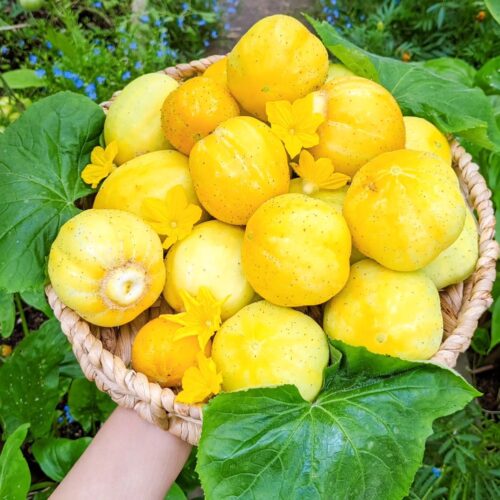 Lemon Cucumbers 1