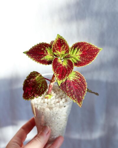 Coleus in Water 1