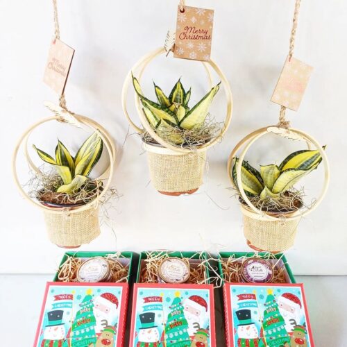 Tips to Grow Snake Plant in Hanging Basket 2