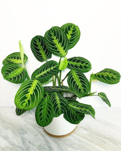 Lemon Lime Maranta Prayer Plant 2