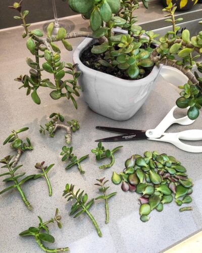 Jade Plant from Cuttings 2