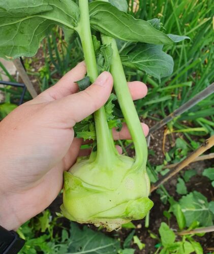  Kohlrabi in Pots 2