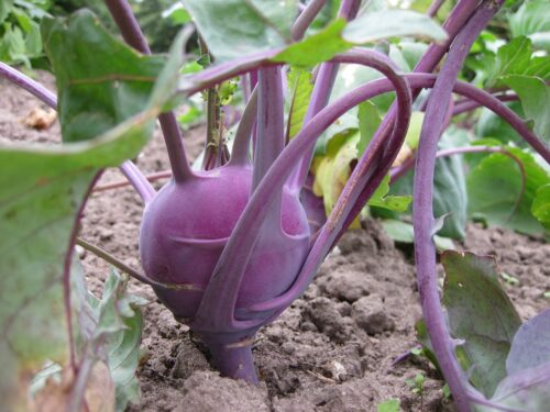  Kohlrabi in Pots 1