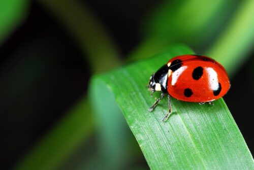 Why Ladybugs Are Good Luck 1