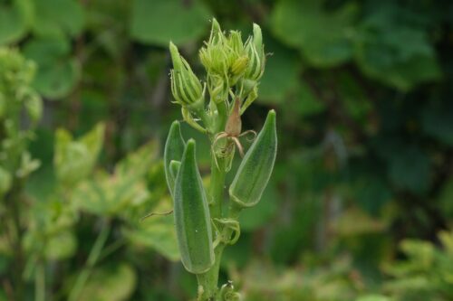 Okra in Pots 1