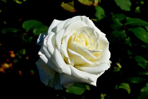 What Does It Mean When Someone Gives You a White Rose 2