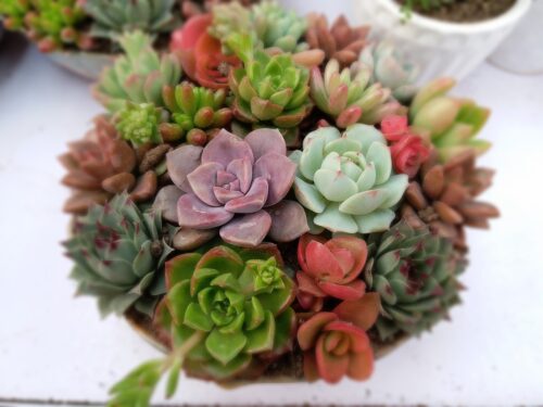 Succulent Care 1