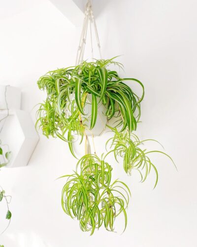 spider plant 5