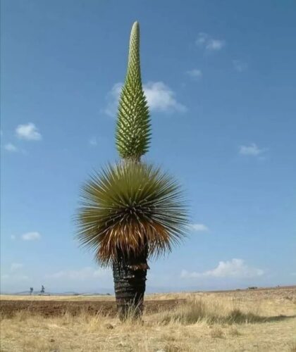 Biggest and Tallest Flower Names in the World 1