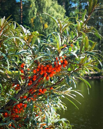 Sea Buckthorn 1