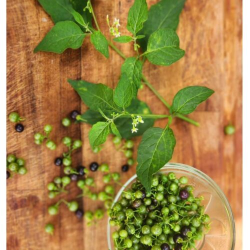 Poisonous Plants That Look Like Lambsquarters 2