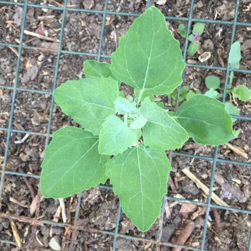 Poisonous Plants That Look Like Lambsquarters 1