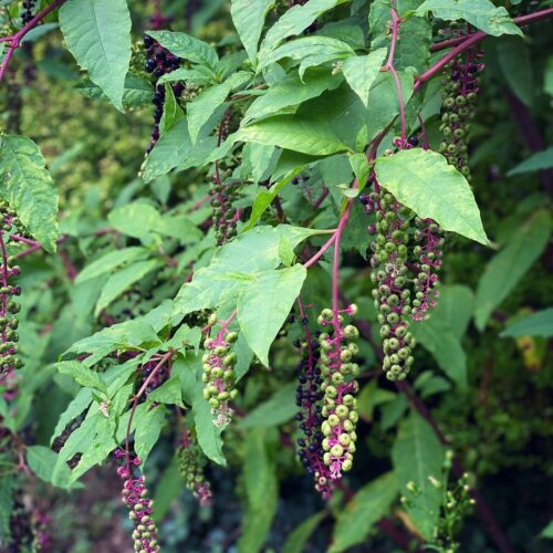 Poisonous Plants That Look Like Lambsquarters 6