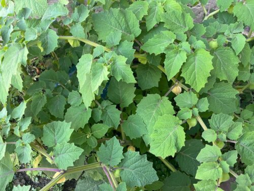 Poisonous Plants That Look Like Lambsquarters 5