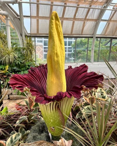 Biggest and Tallest Flower Names in the World 3