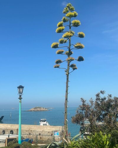 agave americana 7