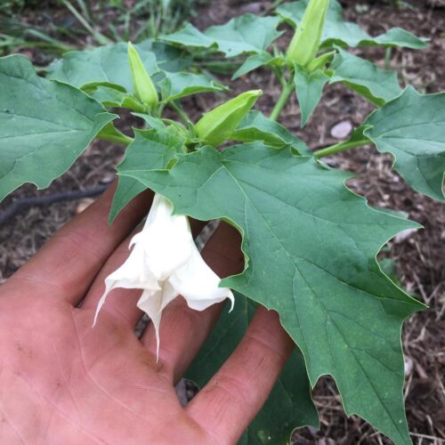 Jimsonweed 8