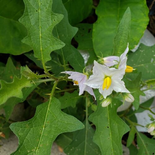 Poisonous Plants That Look Like Lambsquarters 3