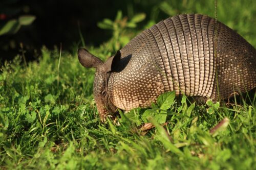 How to Use Vinegar to Get Rid of Armadillos 1