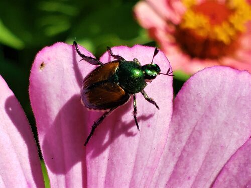 Where Do Japanese Beetles Go at Night 1