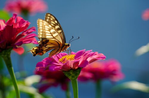 Bad Plants For Bees, Butterflies, and Pollinators 1