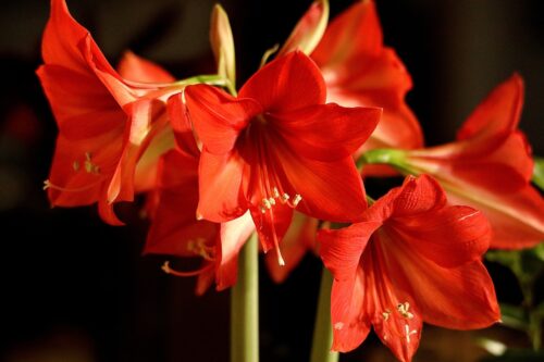 Amaryllis Flower Meaning and Symbolism