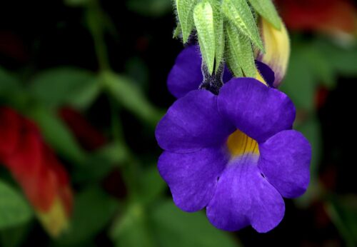 Thunbergia Erecta 1