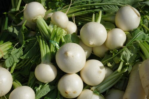 Turnips in pots 2