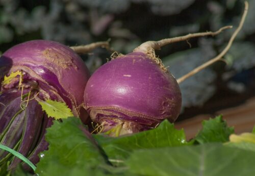 Turnips in pots 1