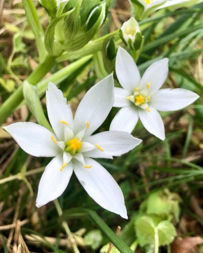 Star of Bethlehem 1