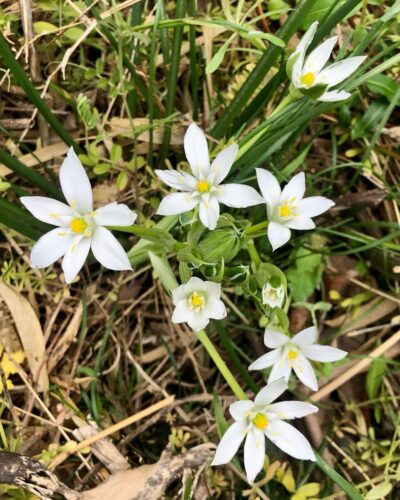 Ornithogalum 2