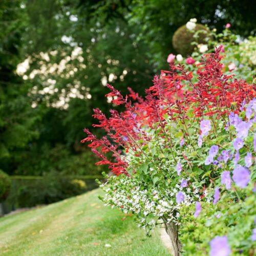 Dwarf crimson-flowered sage 2