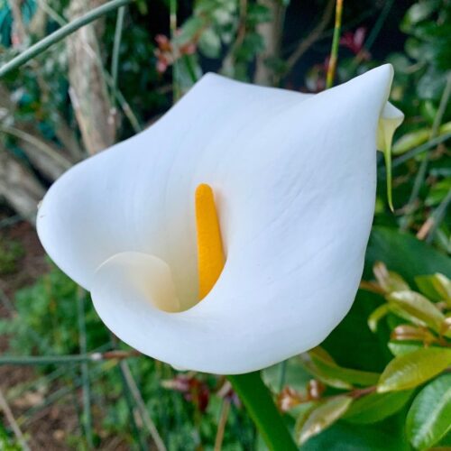 arum lily 1